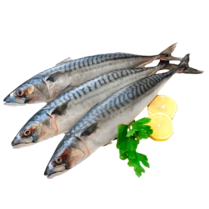 Скумбрия