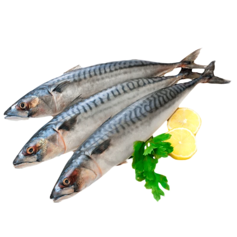 Скумбрия